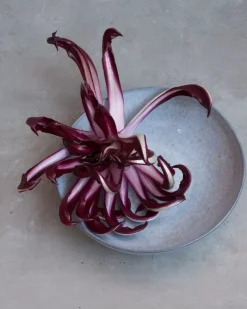 Mae Pastateller Grau